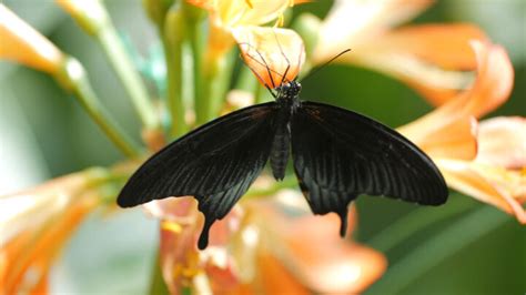 蝶 不吉|蝶や蛾は不吉な生き物？その理由とは 